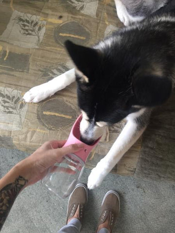 Image of Portable Pet Water Bottle